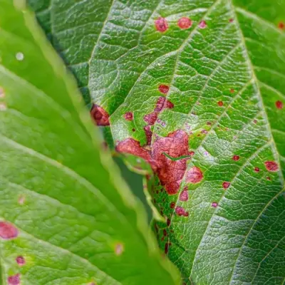 cherry_leaf_spot