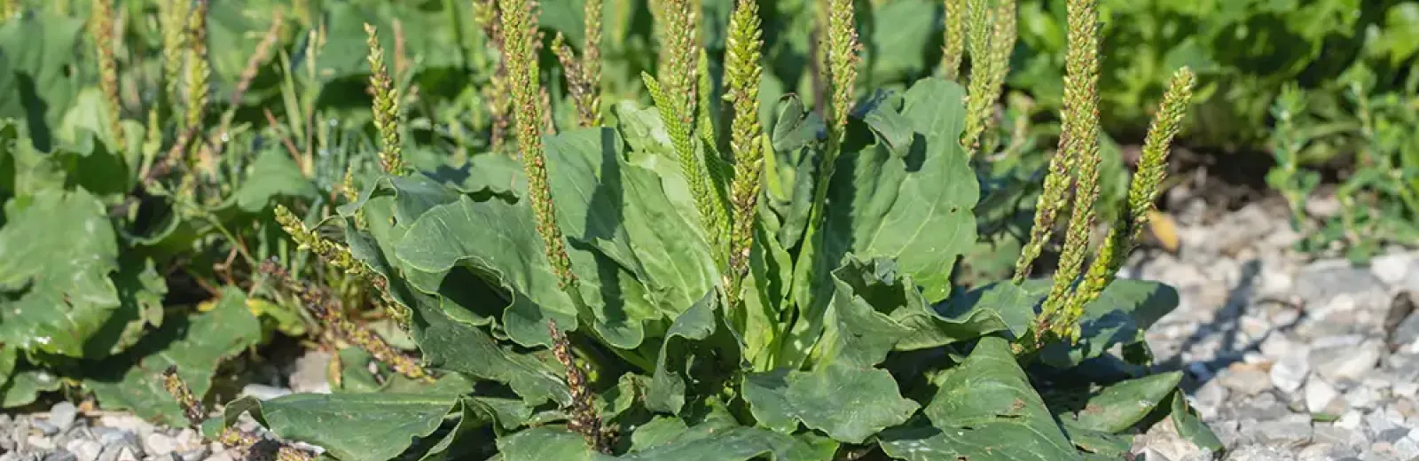 broadleaf plantain weeds