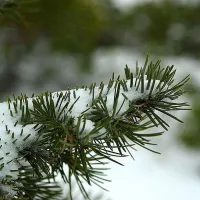 Winter in Georgia