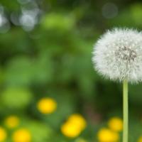 white dandelion
