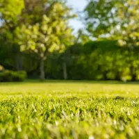 Georgia lawn in the fall
