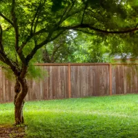 tree-in-yard