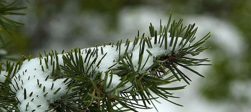 Winter in Georgia