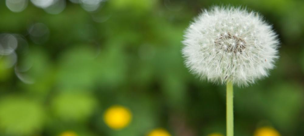 white dandelion