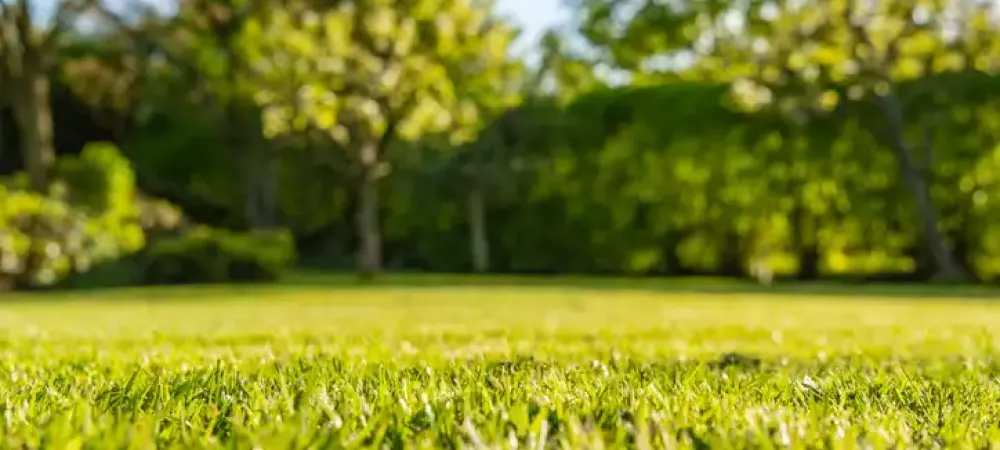 Georgia lawn in the fall