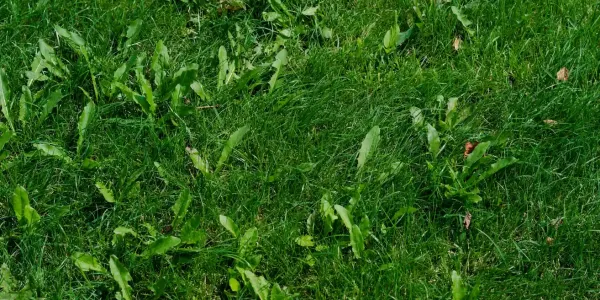 weeds in field