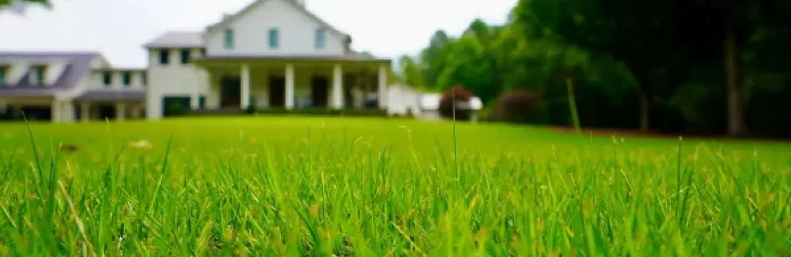 Lawn