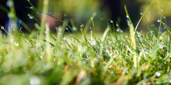 Grass